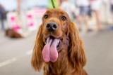 Najpiękniejsze psy zjadą w weekend do Krakowa. Powraca Międzynarodowa Wystawa Psów Rasowych 