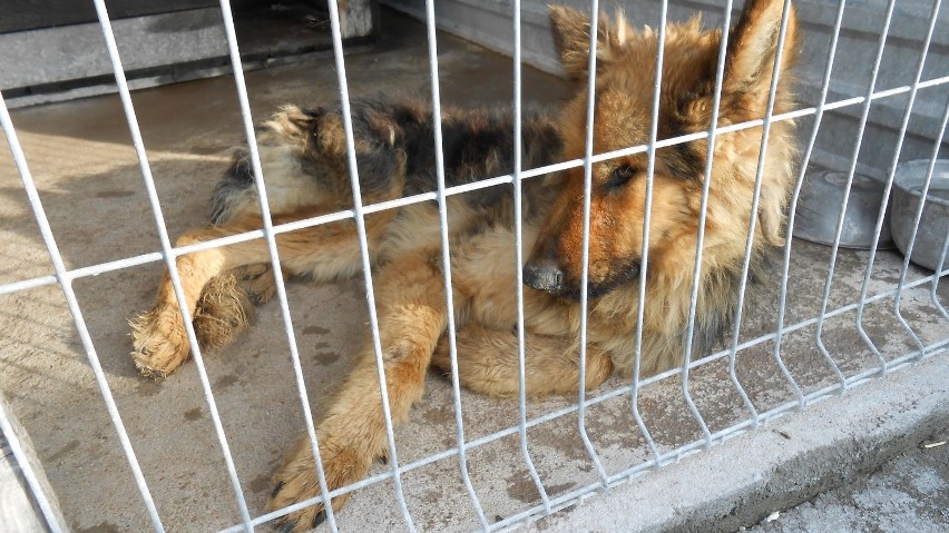 Zagłodzone psy w raciborskim schronisku. Sprawę odkryło wrocławskie TOZ (ZDJĘCIA)
