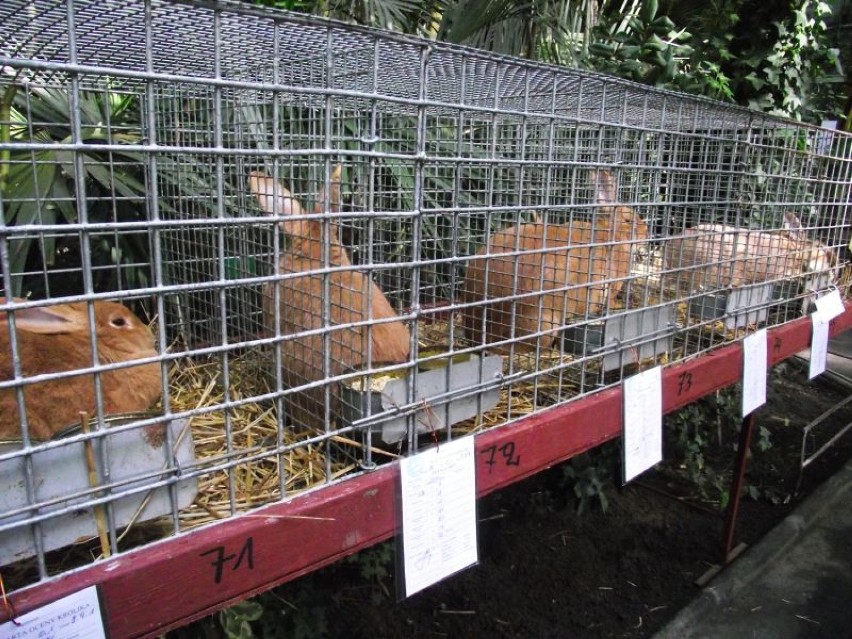 W palmiarni: Francuski baran szary i inne króliki