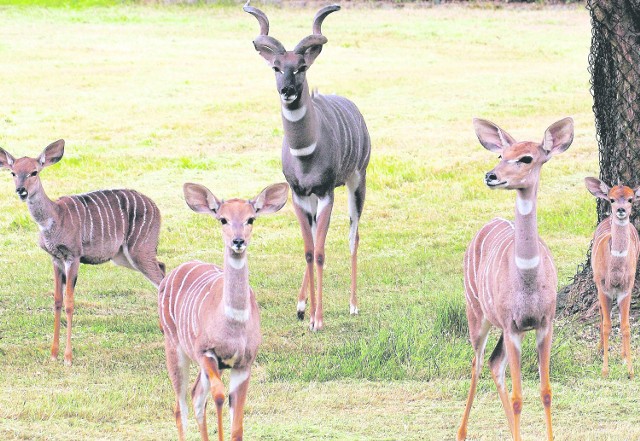 Łódzkie stado kudu mniejszych liczy osiem osobników