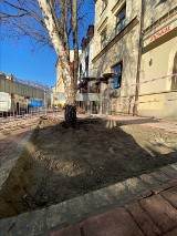 W Krakowie rozkuwają chodniki, by drzewa miały więcej miejsca