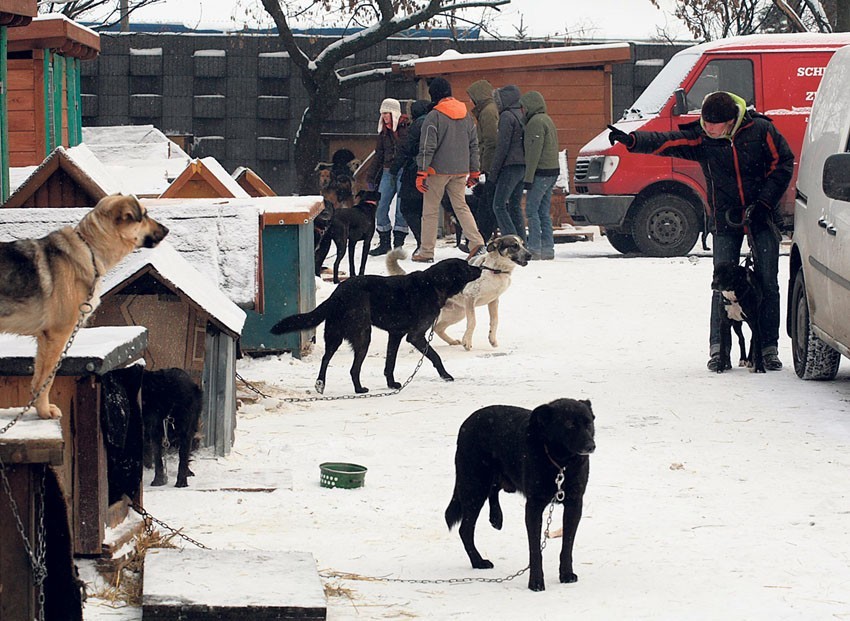 40 psów ze schroniska znalazło w święta dom