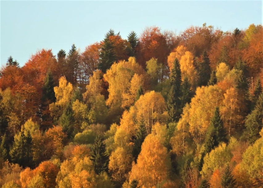 Muszyna. Uzdrowisko w barwach jesieni. Piękne widoki z Tatrami w tle [ZDJĘCIA]