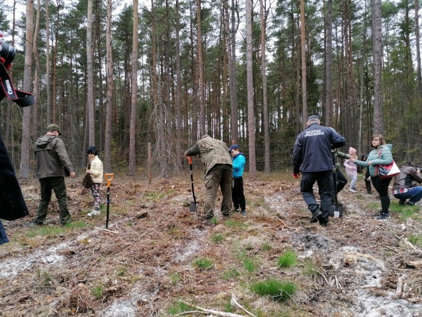 Gmina Wejherowo. Leśnicy wspólnie z uczniami i samorządowcami posadzili 1500 sadzonek dębu w leśnictwie Orle | ZDJĘCIA