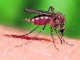Plaga komarów w Poznaniu. Pomaga im pogoda