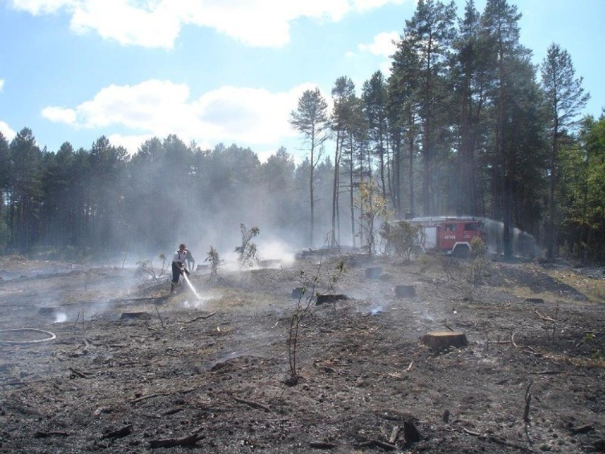 Trzeci stopień zagrożenia pożarowego w lasach Nadleśnictwa Kwidzyn. Leśnicy apelują o rozwagę