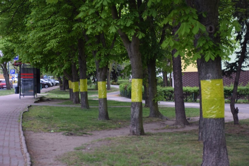 Foli na kasztanowcach w Koninie możemy zaobserwować m.in. przy ul. Przemysłowej.