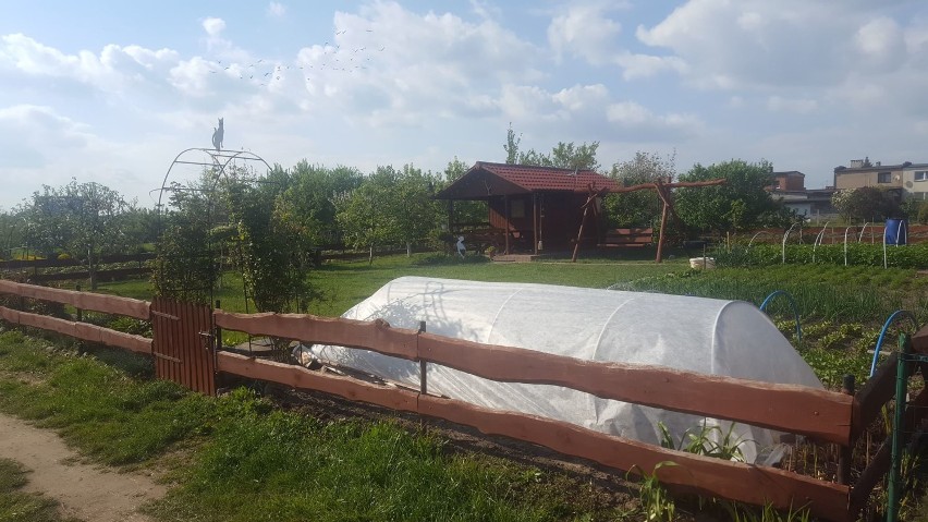 Rodzinne Ogrody Działkowe dostaną wsparcie z budżetu...