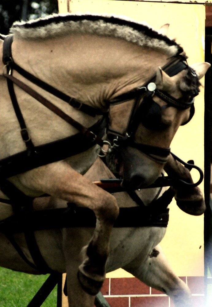 Mistrzostwa sikawek konnych przyciągnęły tłumy do Cichowa