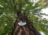 Najbardziej długowieczne drzewa rosną na Dolnym Śląsku. Miłorząb to żywa skamielina! Gdzie go szukać, a gdzie będzie ich więcej? Zdjęcia