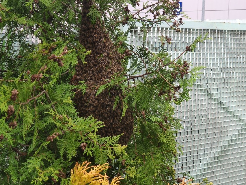 Gdańsk. Niecodzienni goście w Klubie Żak. W ogródku zadomowił się... rój pszczół | WIDEO i ZDJĘCIA