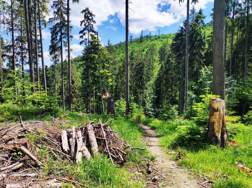 Hala Rycerzowa to jedno z najbardziej klimatycznych miejsc w naszym powiecie! Zobacz ZDJĘCIA pięknego beskidzkiego krajobrazu!