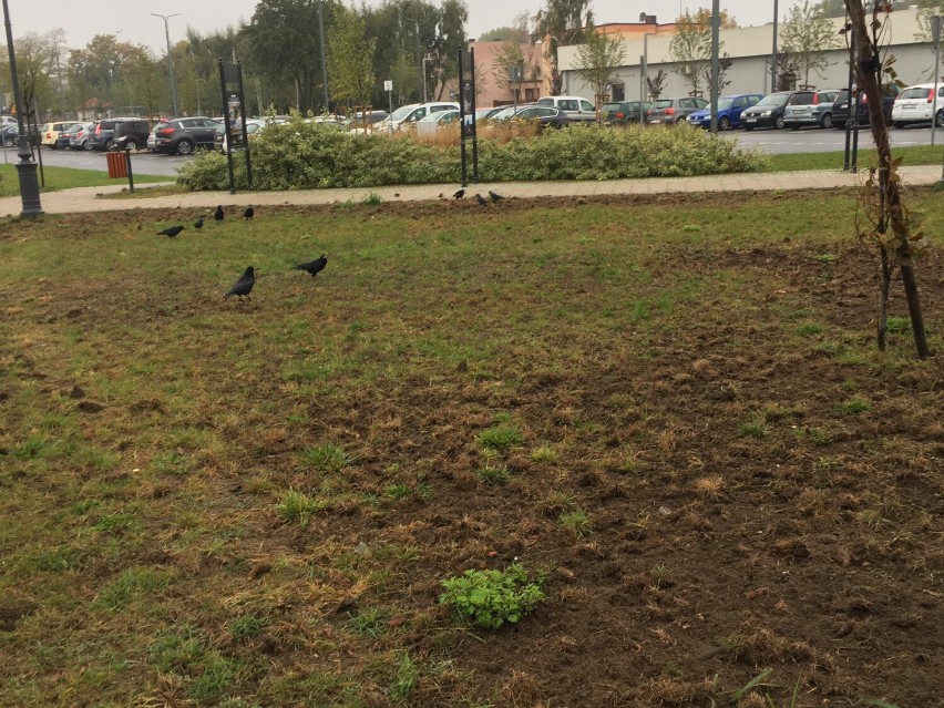 Trawniki w Pleszewie wyglądają tragicznie! Mieszkańcy...