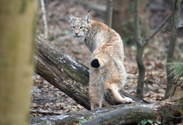 Ryś to wciąż bardzo rzadki gatunek kotów, które występują w naszych lasach. W całej Polsce może być ich w tym momencie około 500