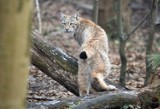 Drapieżników w lasach pod Tarnowem coraz więcej. Ryś przyłapany przez fotopułapkę w Jastrzębi. Co tu robi król kotów?