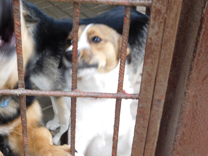 W Wałbrzyskim schronisku na adopcję czeka 70 psiaków. Są też maluszki [ZDJĘCIA]