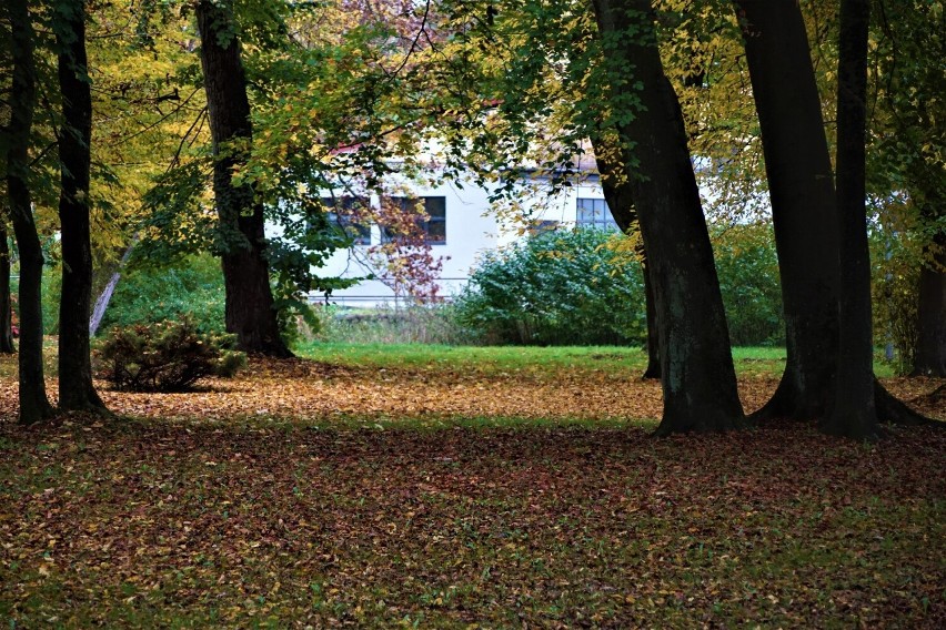 Sławieński park w jesiennych barwach to idealne miejsce na...