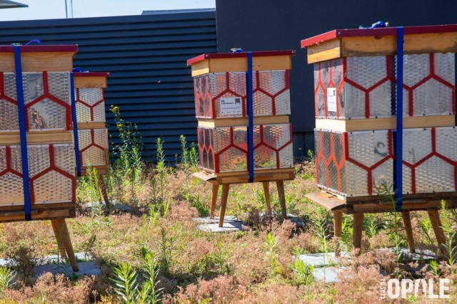 Pasieka na dachu Centrum Usług Publicznych składa się z pięciu wyjątkowych uli, w których żyje kilkadziesiąt tysięcy pszczół rasy kraińskiej