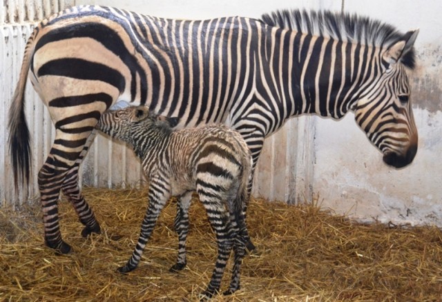 zoo w płocku konkurs