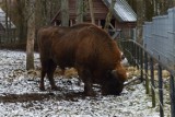 Nowi mieszkańcy zoo w Canpolu pod Człuchowem - żubrzątko i siedem lemurów