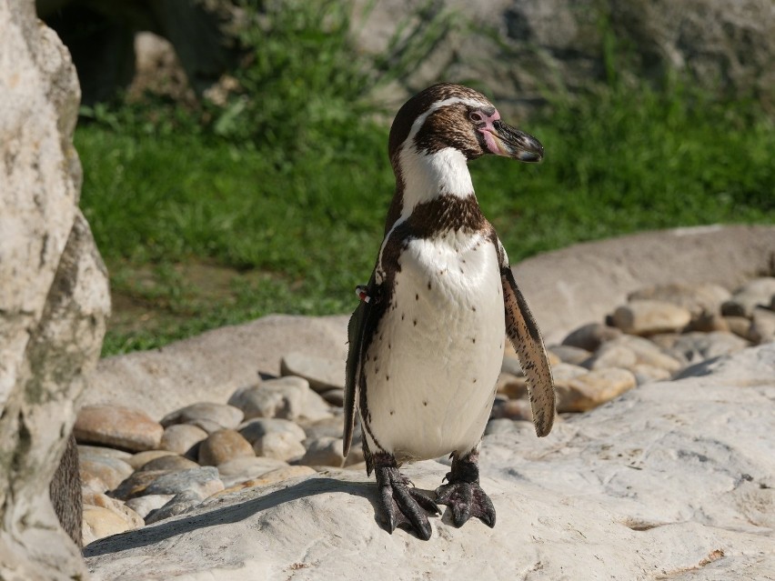 Pingwiny Humboldta (Spheniscus humboldti), nazywane również...