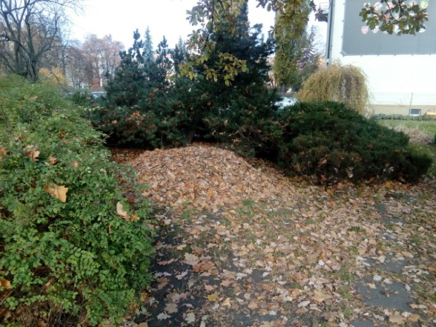 Jeżo-strefy w Częsochowie [ZDJĘCIA]. Miasto nie sprząta liści, aby zapewnić schronienie ssakom. 10 listopada do Dzień Jezą