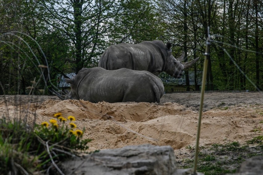 Nosorożce mieszkające w chorzowskim zoo.