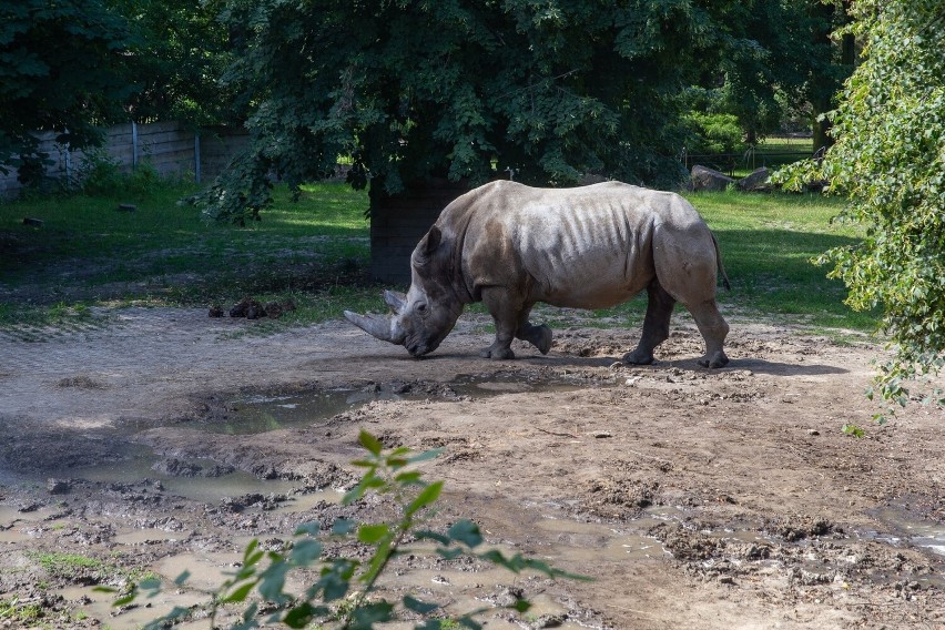 Nosorożce mieszkające w chorzowskim zoo.