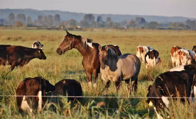 Rezerwat Przyrody Beka - zdjęcia, wrzesień 2016