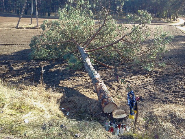 Niezidentyfikowani sprawcy ścięli drzewo, w które 21.10 uderzył vw polo