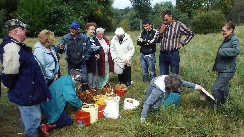 Darłowo. Jesienne grzybobranie  - zdjęcia