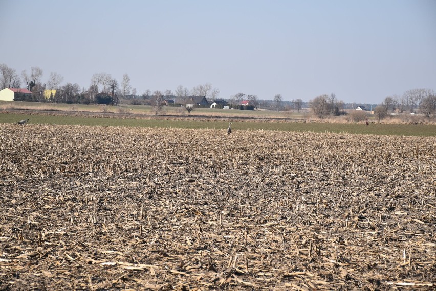 Olbrzymi wzrost cen nawozów, drogie paliwa. Czy czeka nas drożyzna w sklepach?