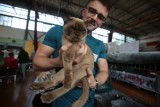 Międzynarodowa Wystawa Kotów Rasowych powróciła do Szczecina. Zobaczcie te wyjątkowe koty [ZDJĘCIA]