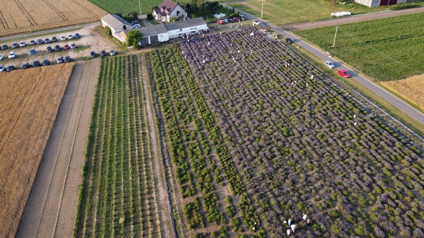 Fioletowy sukces w Pakszynie, czyli Lawendowe Zdroje z lotu ptaka. Te zdjęcia robią wrażenie!