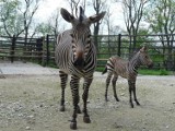 Dzień Zebry. Płockie ZOO chwali się swoimi okazami. Zobaczcie sami! [ZDJĘCIA]