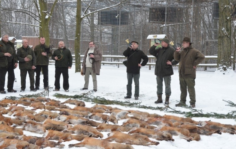 Powiatowe polowanie na lisy. Myśliwi z kościańskiego pozyskali 56 zwierząt