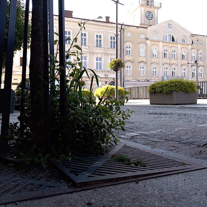 Wyjątkowe okazy traw i kwiatów na gorlickim Rynku