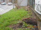 W Stargardzie młode bobry szukają siedliska. Trzeba je przewozić z ulic nad rzekę 