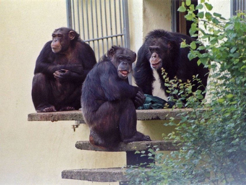 Szympans Boy z wrocławskiego zoo