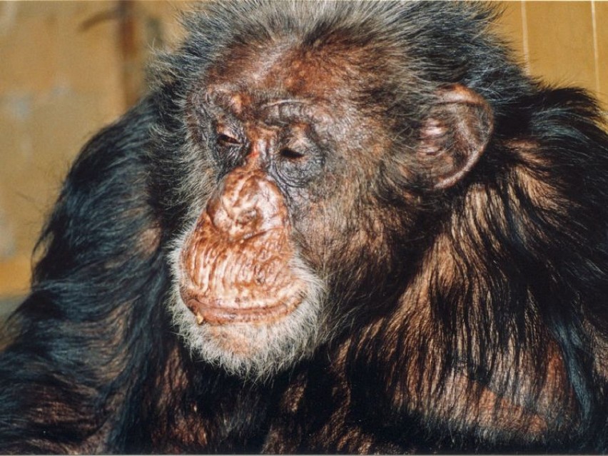Szympans Boy z wrocławskiego zoo