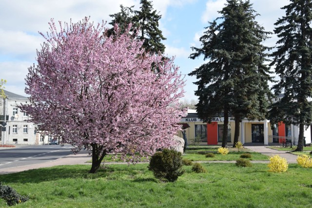 Wiosenne porządki i nasadzenia w naszej gminie