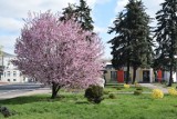 Wiosenne porządki i nasadzenia w naszej gminie [GALERIA]