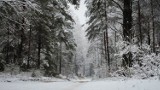 Las Turczyński pod śniegiem jak z Opowieści z Narnii. Tu odpoczywają mieszkańcy zurbanizowanych osiedli 