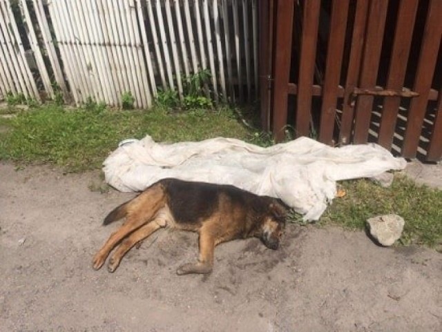 Pies zdychał na oczach mieszkańców osiedla w Chotkowie. Z pomocą przyszedł tylko jeden człowiek. Niestety za późno.