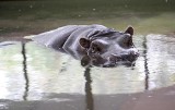 Najstarsza w Europie hipopotamica Aniela odchodzi