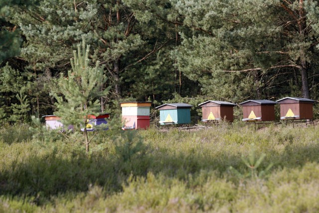 Program Izerska Łąka przewiduje m.in. promocje miodów izerskich wolnych od pestycydów