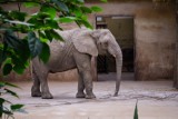 Mikołajki w warszawskim ZOO. Przyjdź w niedzielę i obdaruj zwierzęta nietypowym prezentem 