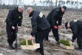 Powiat chojnicki. Policjanci też pracowali przy odnawianiu lasów po nawałnicy