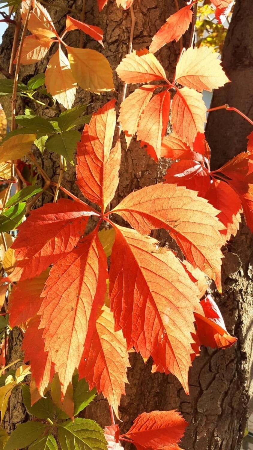 Piękna jesienna sceneria w parku przy Zamku Dubiecko. Zjawiskowe barwy oszałamiają. Przekonajcie się sami! [ZDJĘCIA]