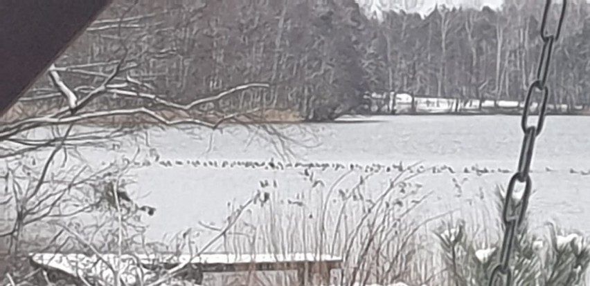 Stado kormoranów polujące na Trzesiecku